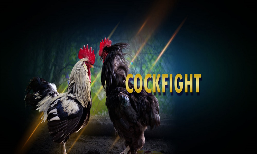 Giải đá gà Thomo Cook Fight Championship có gì đặc biệt?