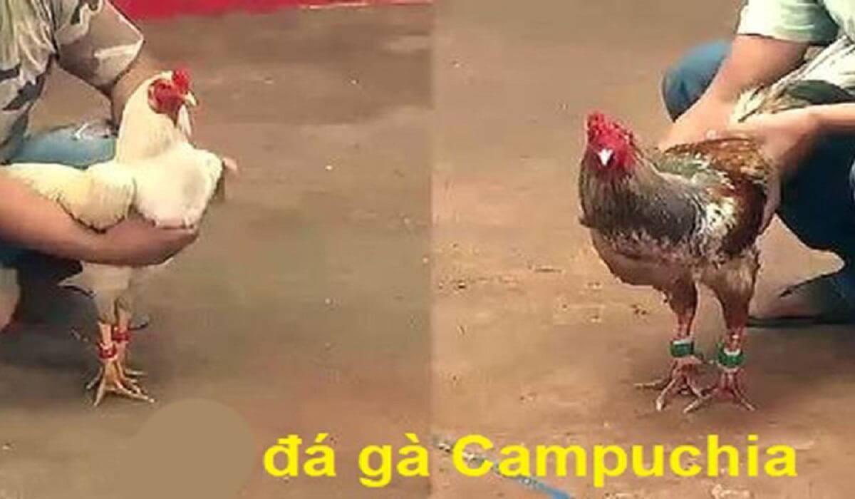 Giới thiệu về đá gà Campuchia